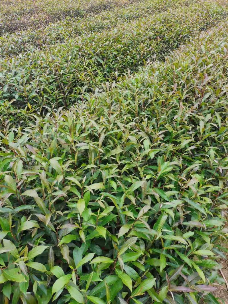 山杜英，绿化苗木规格齐全诚信经营量大从优