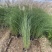 细叶芒种植基地细叶芒自产自销600万低价处理