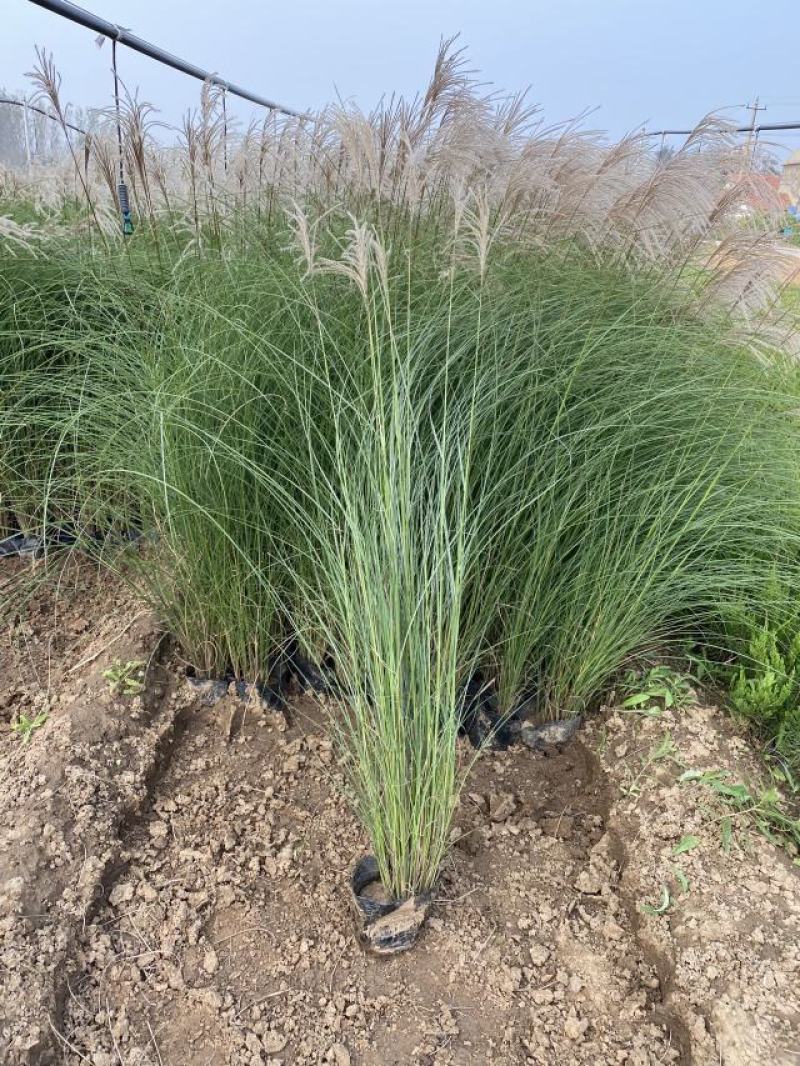 细叶芒种植基地细叶芒自产自销600万低价处理