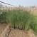 细叶芒种植基地细叶芒自产自销600万低价处理