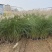 细叶芒种植基地细叶芒自产自销600万低价处理