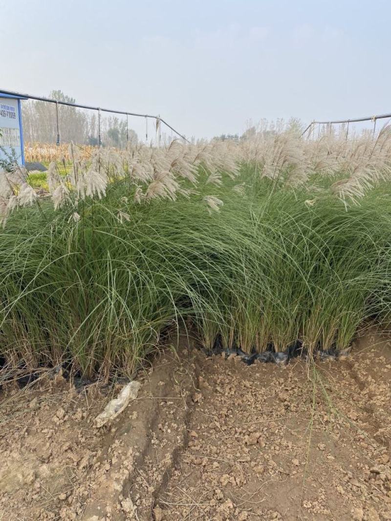 细叶芒种植基地细叶芒自产自销600万低价处理