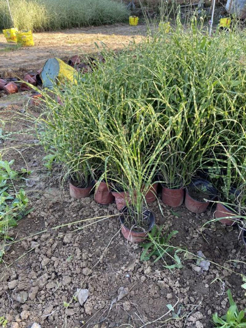 金酒吧斑芒自产自销金酒吧斑芒种植基地