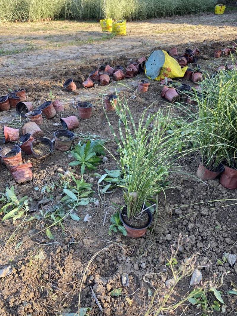 斑叶芒自产自销斑叶芒种植基地斑叶芒60万低价处理