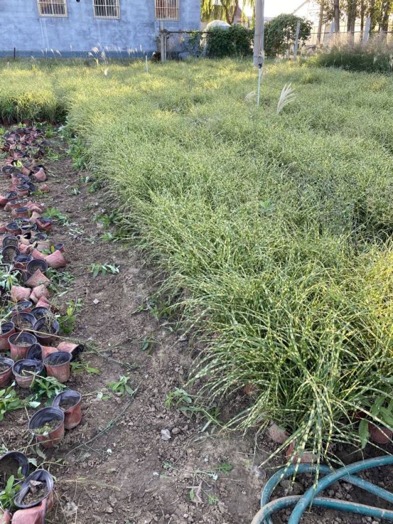 斑叶芒种植基地60万营养钵斑叶芒直销。