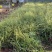 斑叶芒种植基地60万营养钵斑叶芒直销。
