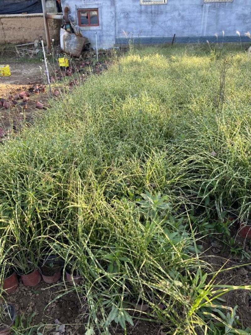 斑叶芒种植基地60万营养钵斑叶芒直销。