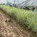 花叶芒农户直销花叶芒自产自销花叶芒80万低价处理