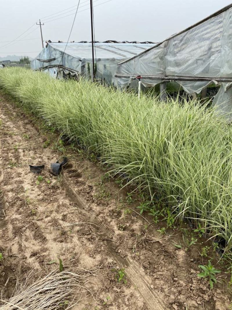 花叶芒农户直销花叶芒自产自销花叶芒80万低价处理