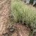 花叶芒农户直销花叶芒自产自销花叶芒80万低价处理