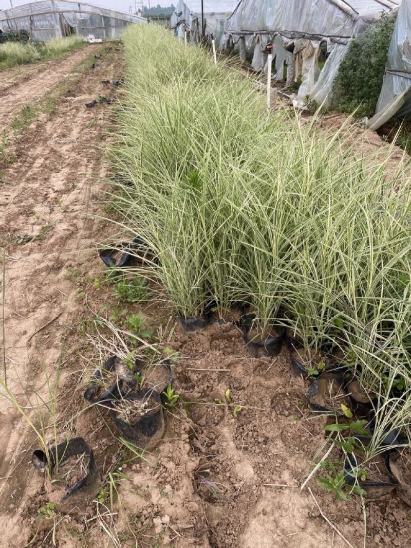 花叶芒农户直销花叶芒自产自销花叶芒80万低价处理
