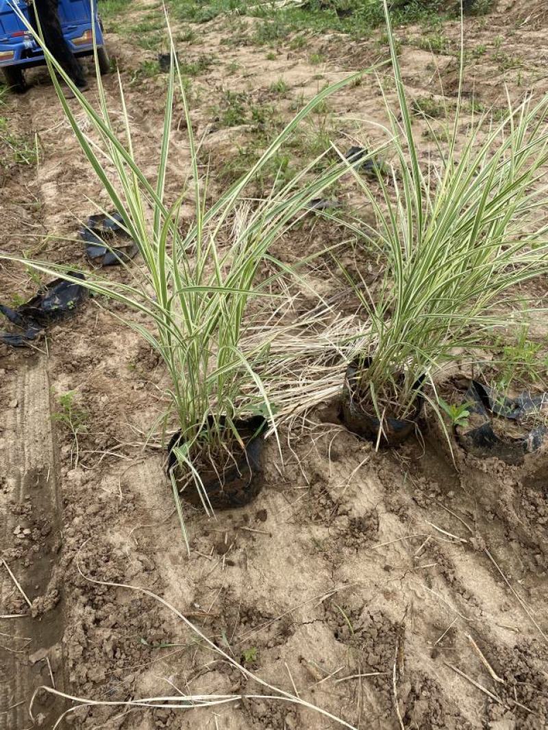 花叶芒农户直销花叶芒自产自销花叶芒80万低价处理
