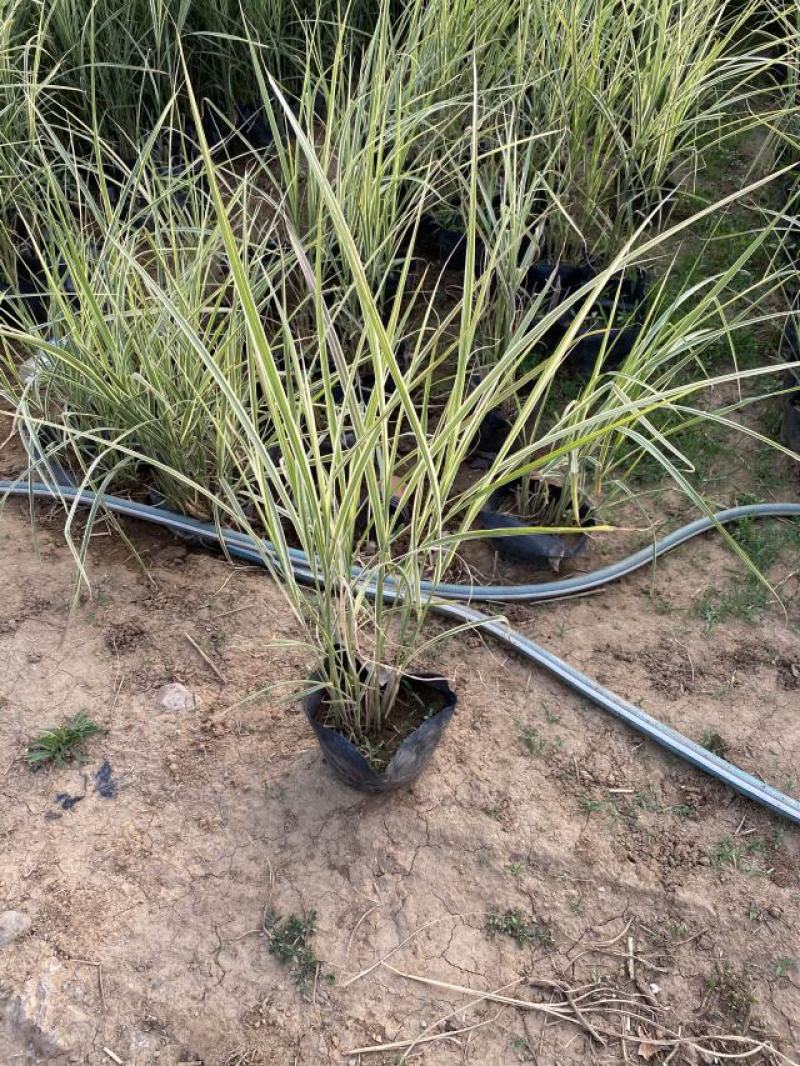 花叶芒中自产自销花叶芒种植基地花叶芒批发价格