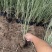 晨光芒自产自销晨光芒农户直销晨光芒80万低价处理