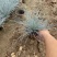 蓝羊茅价格。青州蓝羊茅蓝羊茅100万处理