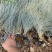 蓝羊茅价格。青州蓝羊茅蓝羊茅100万处理