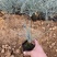 蓝羊茅价格。青州蓝羊茅蓝羊茅100万处理