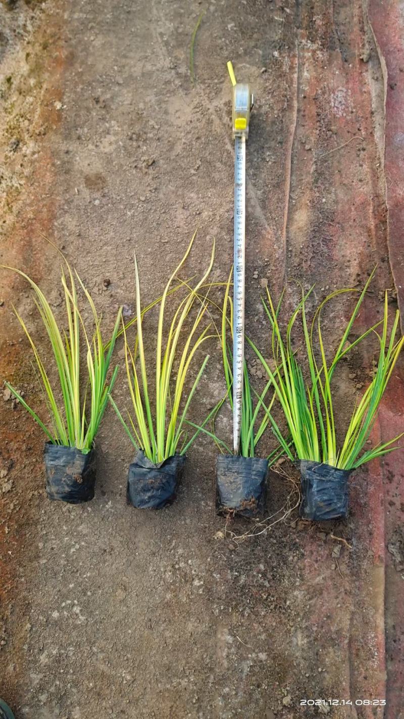 园林景观植物，金叶石菖蒲杯苗，基地大量现货