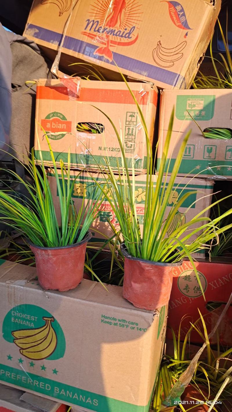 园林景观植物，金叶石菖蒲杯苗，基地大量现货