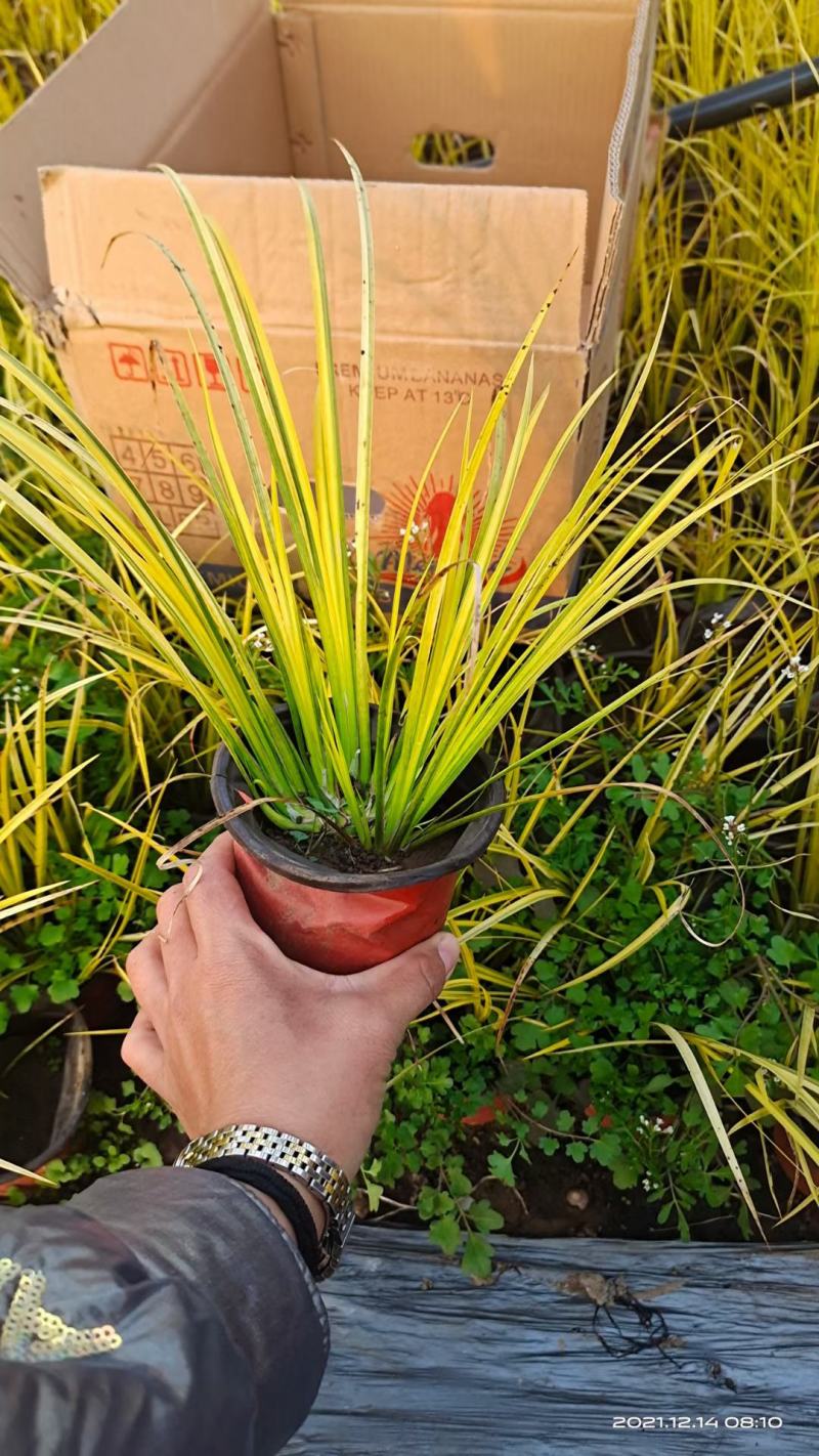园林景观植物，金叶石菖蒲杯苗，基地大量现货