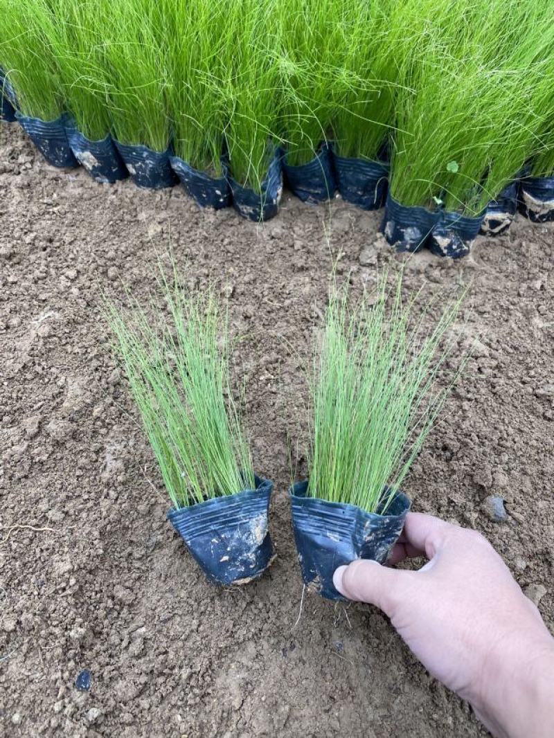 细茎针茅自产自销细茎针茅种植基地600万细茎针茅