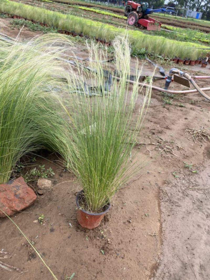 细茎针茅自产自销细茎针茅种植基地600万细茎针茅