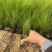 细茎针茅自产自销200万细茎针茅直销