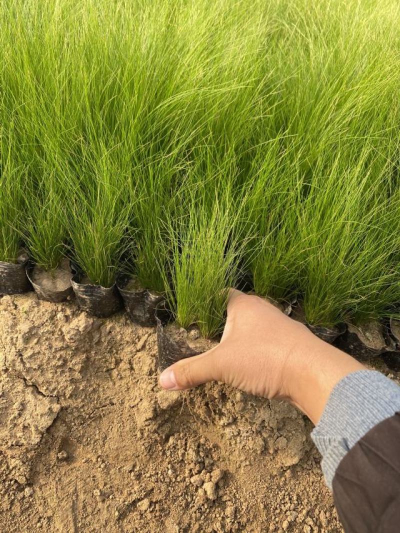 细茎针茅自产自销200万细茎针茅直销