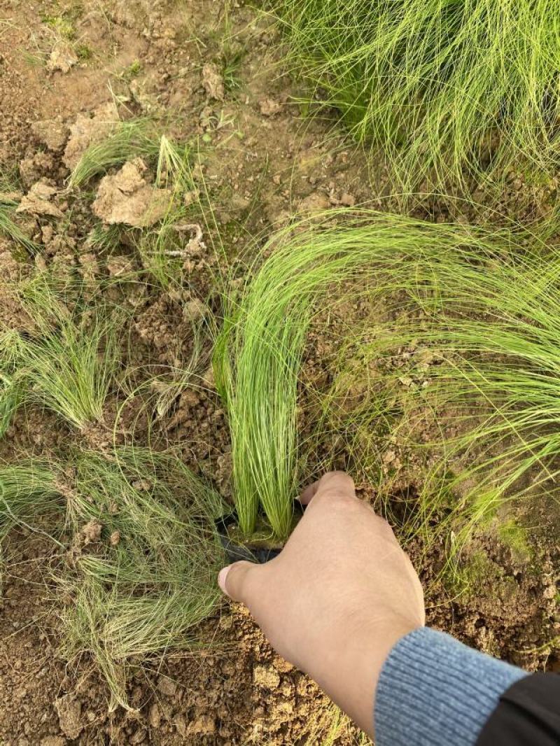 细茎针茅自产自销200万细茎针茅直销