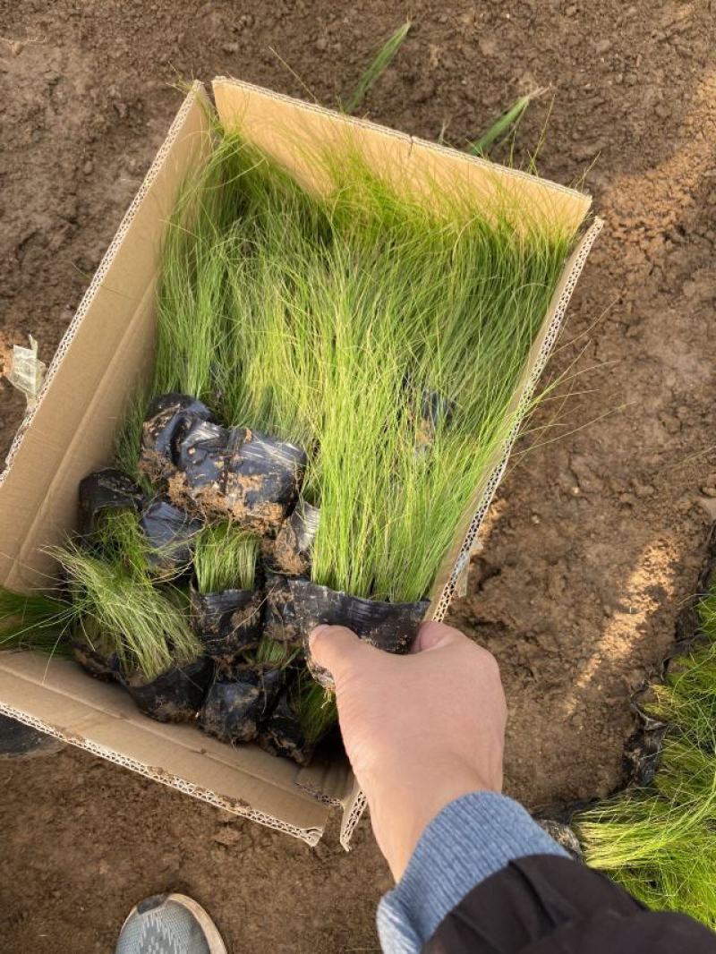 细茎针茅自产自销200万细茎针茅直销