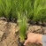 细茎针茅自产自销200万细茎针茅直销