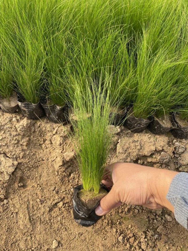 细茎针茅自产自销200万细茎针茅直销