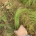 墨西哥羽毛草自产自销墨西哥羽毛草100万低价处理处理