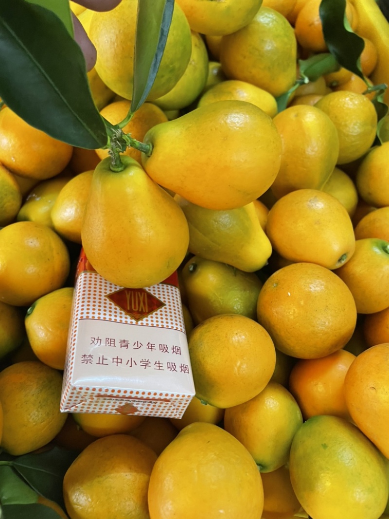 【推荐】脆蜜金桔苗精选培育融安产地批发提供售后技术