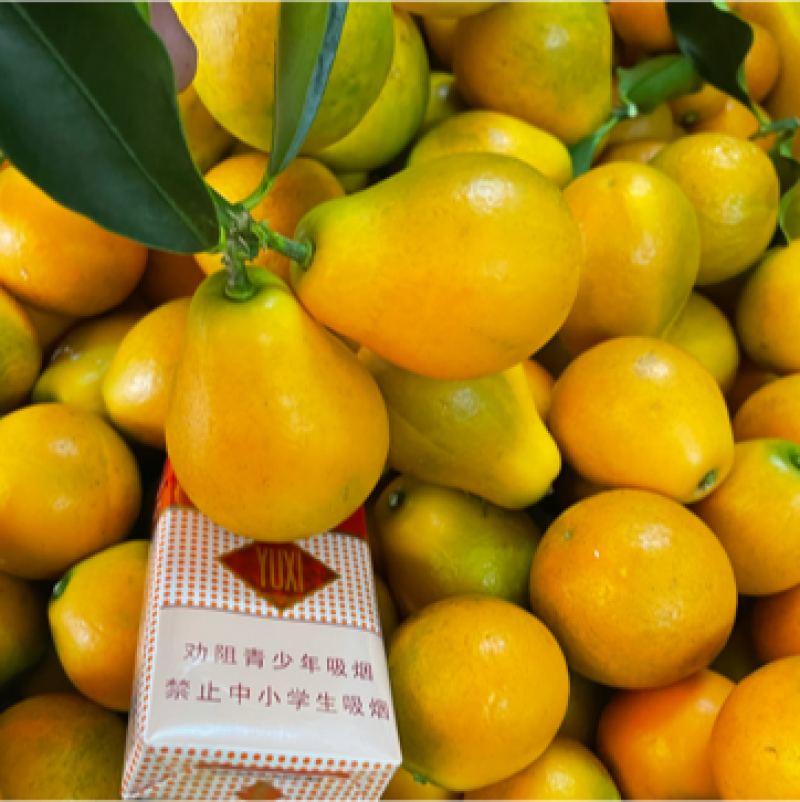 【新品】脆蜜金柑苗金桔苗皮脆甜少籽果园母本枝条精选培育