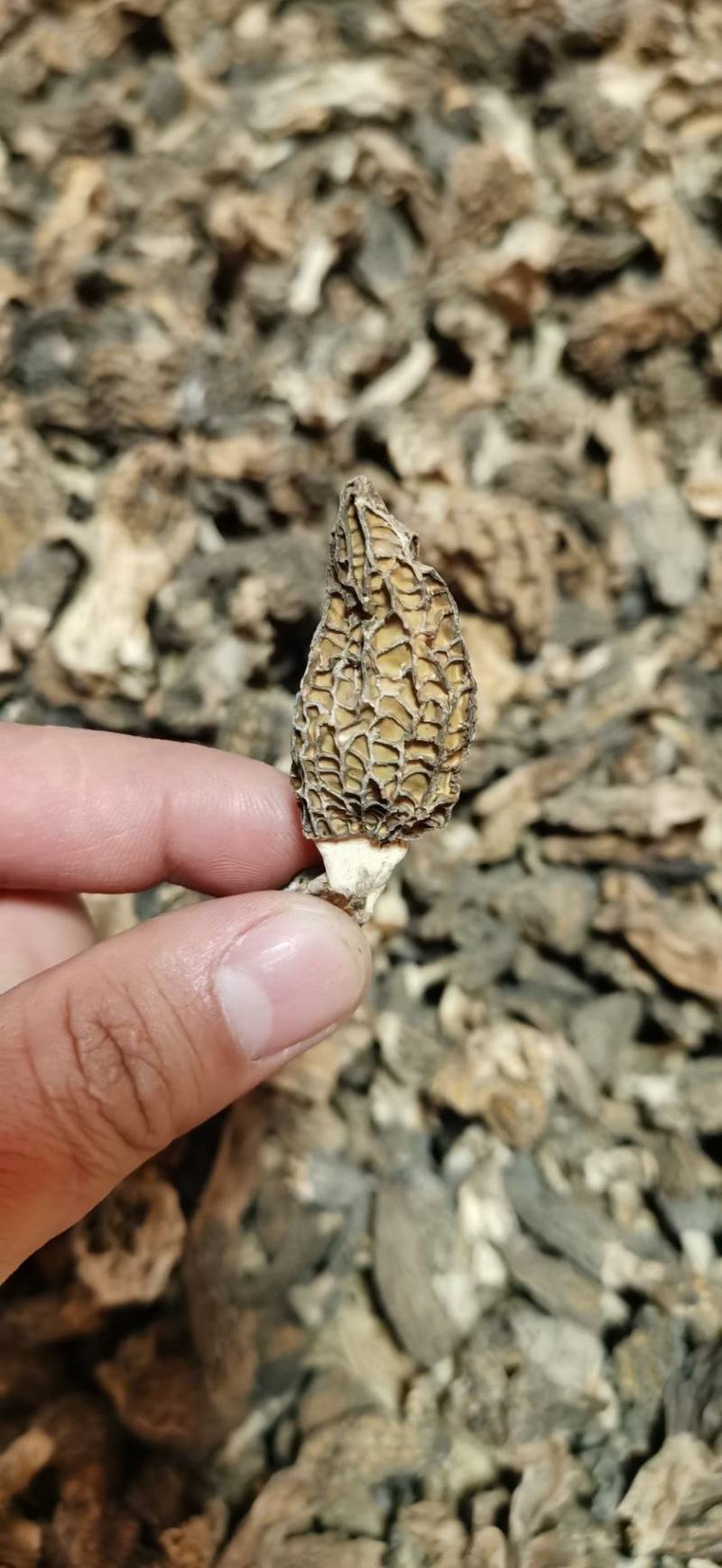 羊肚菌高原羊肚菌今年新鲜羊肚菌干羊肚菌