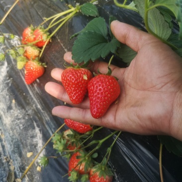 越王草莓苗假一赔十基地直发