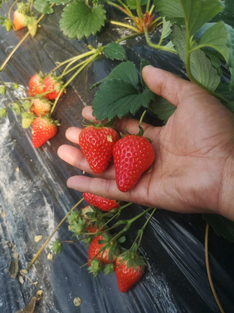 越王草莓苗假一赔十基地直发