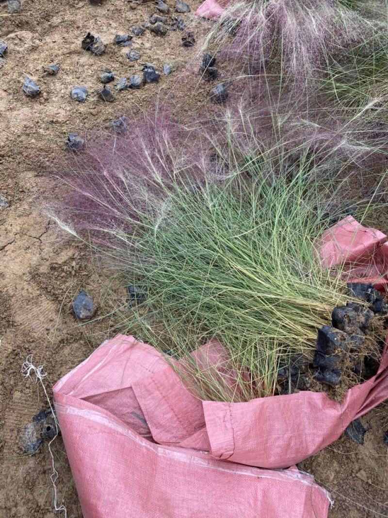 粉黛乱子草300万种植基地急售。助农扶贫项目。