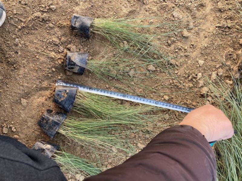 粉黛乱子草300万种植基地急售。助农扶贫项目。