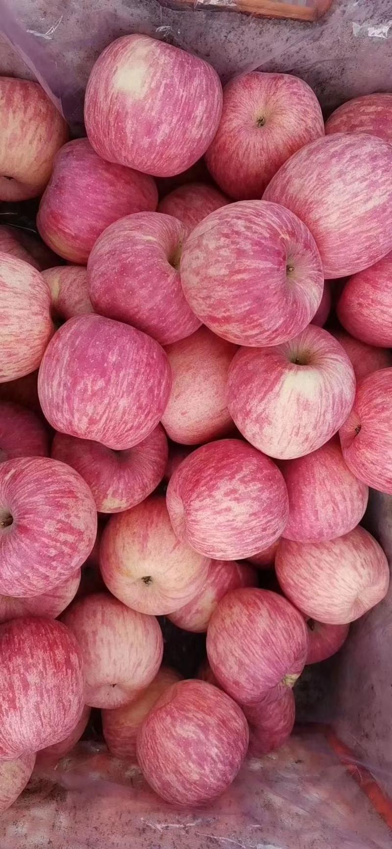 ，陕西富县，现有大量高次苹果，果面干净果个大，无冰雹！