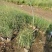 柳枝稷自产自销柳枝稷种植基地柳枝稷60万低价处理