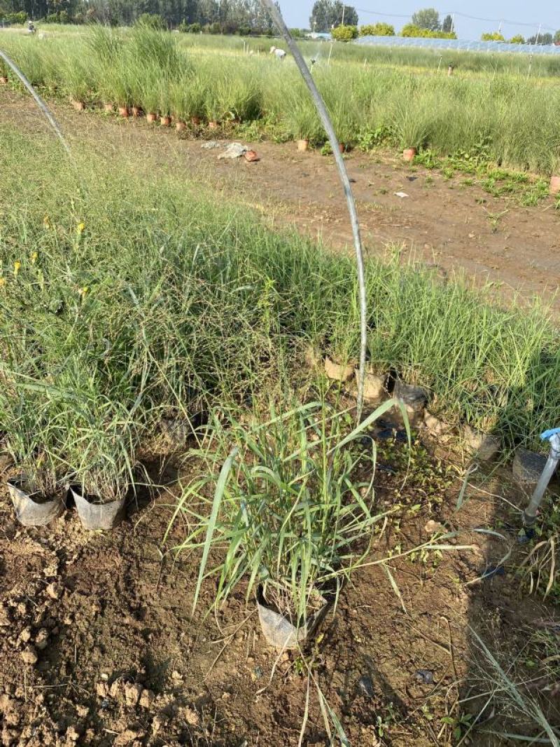 柳枝稷自产自销柳枝稷种植基地柳枝稷60万低价处理