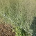 柳枝稷自产自销柳枝稷种植基地柳枝稷60万低价处理