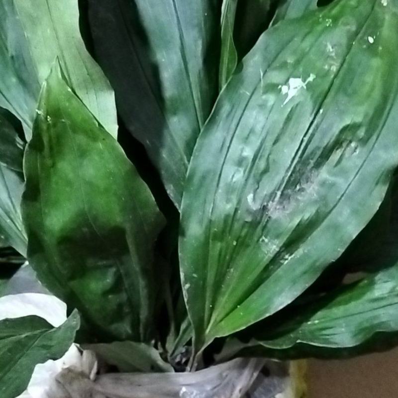 【大品种毛慈姑苗】有现货,一手货源，品质一般