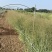 柳枝稷种植基地80万柳枝稷自产自销。低价处理