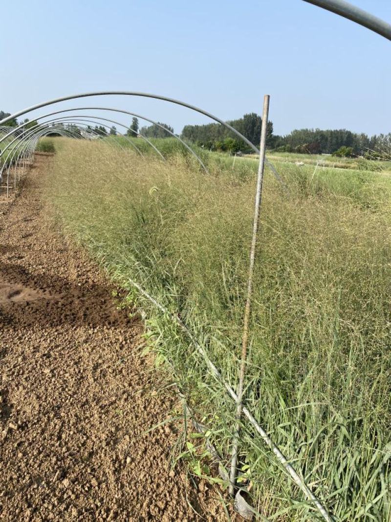 柳枝稷种植基地80万柳枝稷自产自销。低价处理