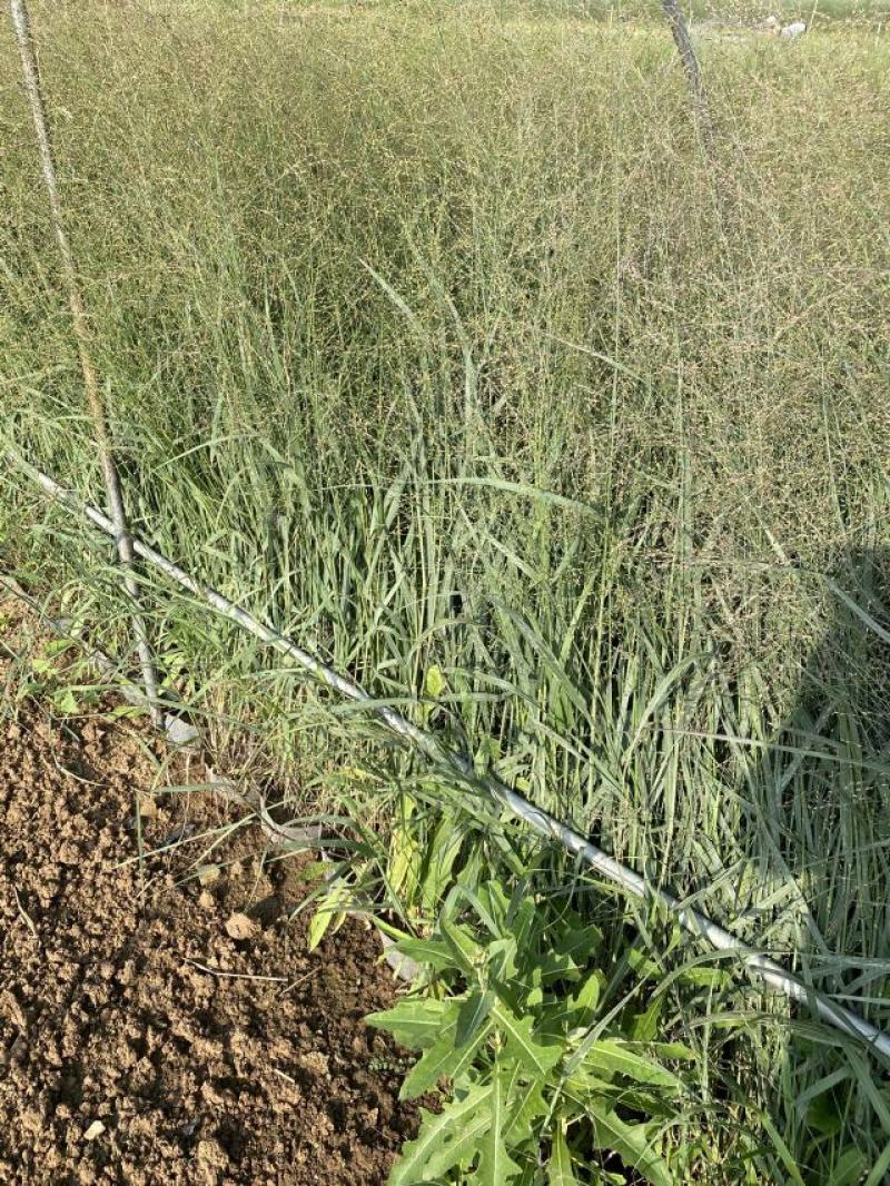 柳枝稷种植基地80万柳枝稷自产自销。低价处理