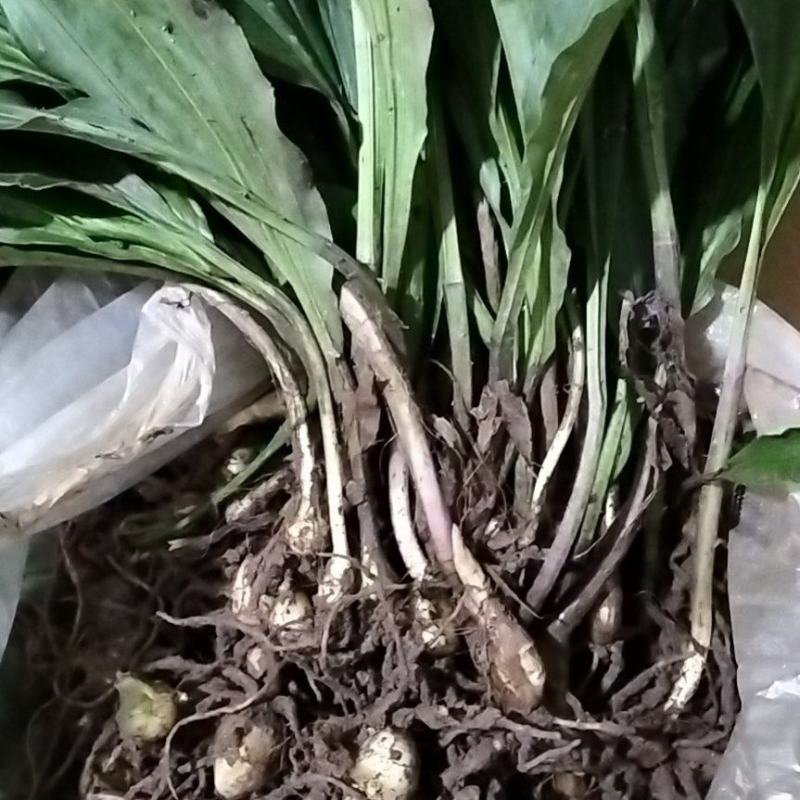 【大品种毛慈姑苗】有现货,一手货源，品质一般