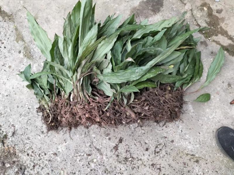 【大品种毛慈姑苗】有现货,一手货源，品质一般